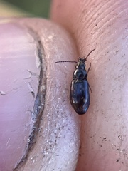 Bembidion semipunctatum