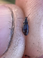 Bembidion semipunctatum