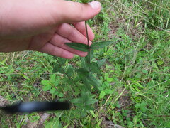 Eupatorium pilosum