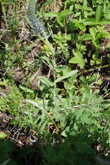 Veronica porphyriana