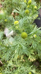 Matricaria discoidea