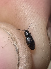 Bembidion semipunctatum