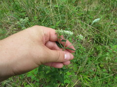 Eupatorium pilosum