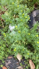 Matricaria discoidea