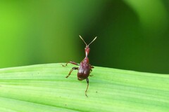Apoderina