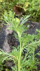 Matricaria discoidea