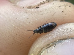 Bembidion semipunctatum