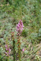 Pedicularis elata