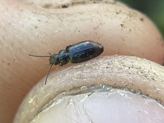 Bembidion semipunctatum