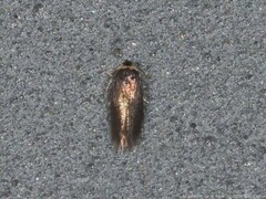 Stigmella multispicata