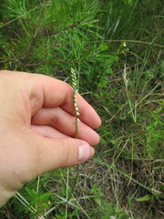 Spiranthes lacera gracilis