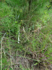 Spiranthes lacera gracilis