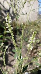 Melilotus albus