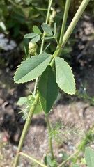 Melilotus albus