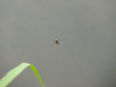 Trepobates subnitidus