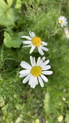 Tripleurospermum inodorum