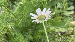 Tripleurospermum inodorum