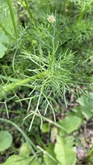 Tripleurospermum inodorum