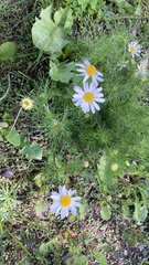 Tripleurospermum inodorum