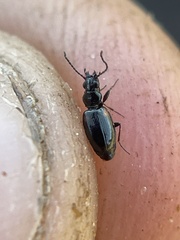 Bembidion mutatum