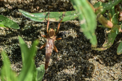 Diogmites angustipennis