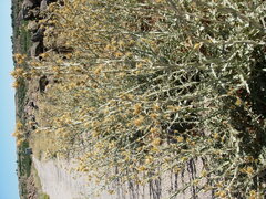 Centaurea onopordifolia