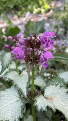Lamium maculatum