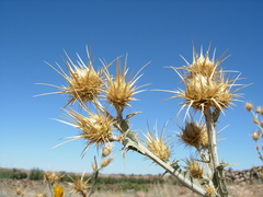 Centaurea onopordifolia