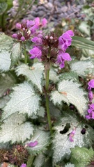 Lamium maculatum