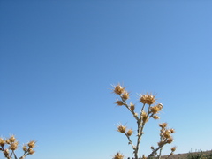 Centaurea onopordifolia