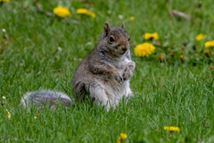 Sciurus carolinensis