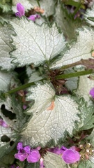 Lamium maculatum