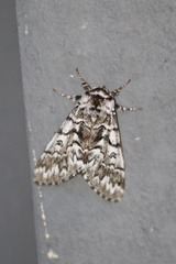Panthea virginarius