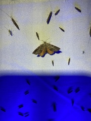 Mellilla xanthometata