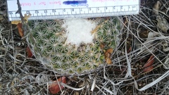 Coryphantha retusa