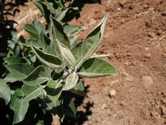 Aculus schlechtendali