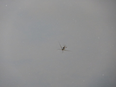 Trepobates subnitidus