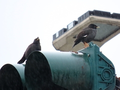 Acridotheres cristatellus formosanus