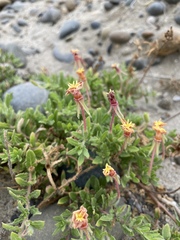 Camissoniopsis cheiranthifolia cheiranthifolia