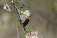 Gnamptonychia ventralis