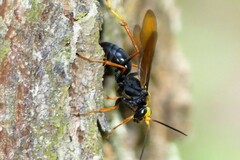 Leptodialepis bipartitus