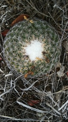 Coryphantha retusa