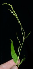 Persicaria setacea