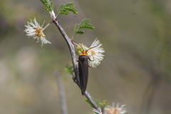 Gnamptonychia ventralis
