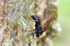Leptodialepis bipartitus