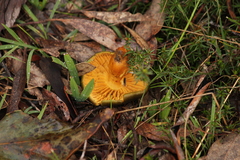 Cortinarius austrovenetus image