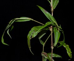Persicaria setacea