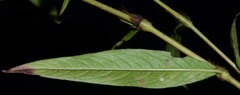 Persicaria setacea