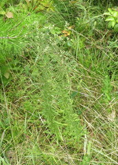 Eupatorium torreyanum