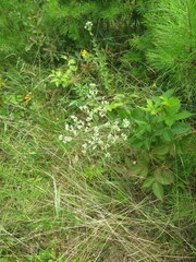 Eupatorium pubescens